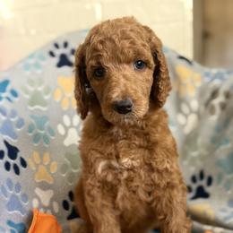Everest - Red  male Poodle puppy in Mount Vernon, Illinois from AMC Poodles