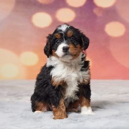 Anna - Tri-color female Bernedoodle puppy in Apple Creek, Ohio from Grandeur Valley Puppies