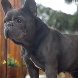 Bulldogs and French Bulldogs from West Coast Frenchie’s and English bulldogs