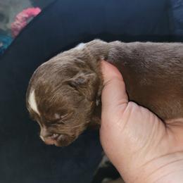 Lorna- Black Collar - Red & white female Australian Shepherd puppy in Fort Cobb, Oklahoma from White Run Ranch