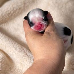 Favor - Black and white female Shih Tzu puppy in Kempner, Texas from Shih Tzu Reign