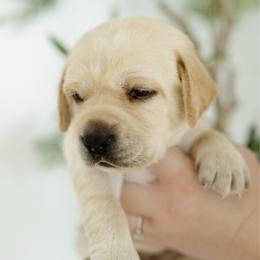 Glory - Yellow female Labrador Retriever puppy in Allons, Tennessee from UC Labradors LLC