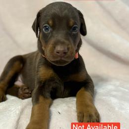 Orange Collar - Red and rust male Doberman Pinscher puppy in Lake City, Florida from Paintedcrazy Doberman Pinchers