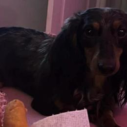 Dutton - Dachshund