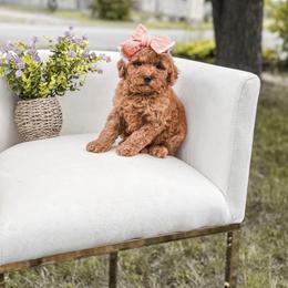 Pink collar girl - Red  female Goldendoodle puppy in Spokane, Washington from Dream Doodles in Spokane WA
