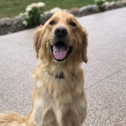 Indie - Golden Retriever