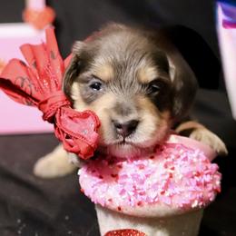 Cupid  AKC Limited - Blue and cream male Dachshund puppy in Bartlesville, Oklahoma from OkieDokieDox