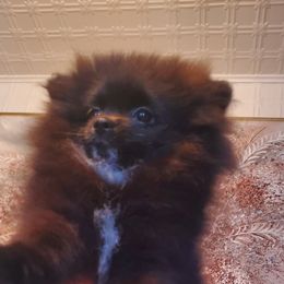 "Male : Diesel 16 Dec 2023" Pomeranian Puppies from Fancy Paws Pomeranian
