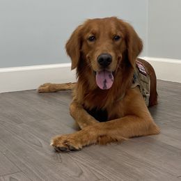 Rip - Golden Retriever