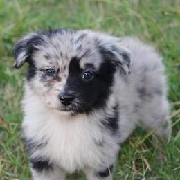 Kiwi - Blue merle male Miniature Australian Shepherd puppy in Iola, Texas from MK Aussies