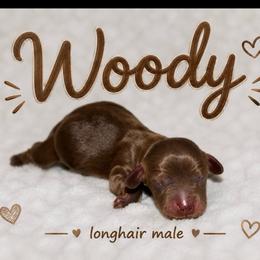 Woody - Chocolate and tan male Dachshund puppy in Paris, Texas from Kuttin’ Up Mini Aussies