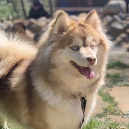 Lua - Pomsky