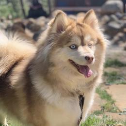 Lua - Pomsky