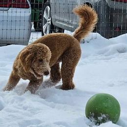 Goldendoodle and Labradoodle All Grown Up from Grace N Faith Doodles