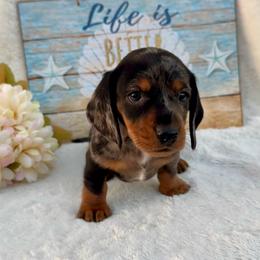 Tavon - Dapple male Dachshund puppy in Colbert, Oklahoma from Brooke Crenshaw