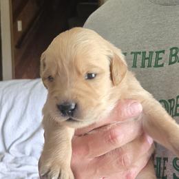 Fauna - Golden female Golden Retriever puppy in Portland, Oregon from Mount Hood Golden Retrievers