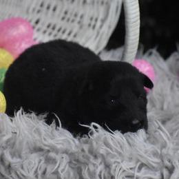 Pink collar Black female - Black female German Shepherd puppy in Marianna, Florida from Haus M Godwin