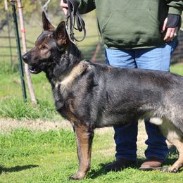 Nahkaito - German Shepherd