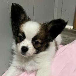 Lucy - White and sable female Papillon puppy in Central Florida, Florida from Sunshine Papillons