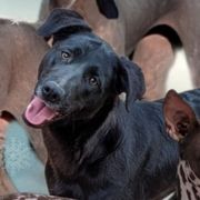 Noche - Black female Xoloitzcuintli puppy in Apple Valley, California from Barefoot Xoloitzcuintle