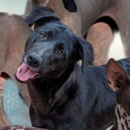 Noche - Black female Xoloitzcuintli puppy in Apple Valley, California from Barefoot Xoloitzcuintle