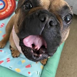 French Bulldogs from Jennifer's Frenchies