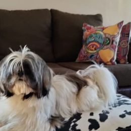 Bently - Silver gold and white male Shih Tzu puppy in Grand Prairie, Texas from R&R Shih-Tzus & Stud Services