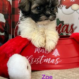 Zoe - Tricolor female Shih Tzu puppy in Denton, Maryland from Little Lions the Shih Tzu Kingdom