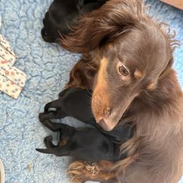 Girl 2 - Black and tan female Dachshund puppy in Coventry, Connecticut from Rodina Kennels