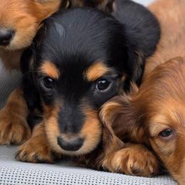 Blossom - Black and tan female Dachshund puppy in Tucson, Arizona from Crowned Doxies