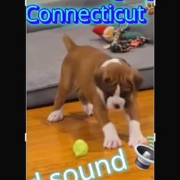 Girl 1 - Fawn female Boxer puppy in Plainville, Connecticut from AKC Boxer Club Plainville and Plank trail boxers