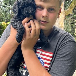 Labradoodle Puppies from Bear Creek Labradoodles