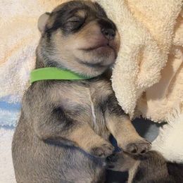 Girl 2 - Salt and pepper female Miniature Schnauzer puppy in Bullard, Texas from Black Gold Miniature Schnauzers