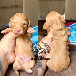 Rebel - Red male Dachshund puppy in Hornbeck, Louisiana from A&Z Mini Dachshunds