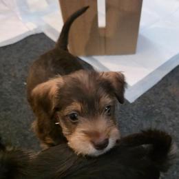 Tater - Liver male Miniature Schnauzer puppy in Fredericksburg, Virginia from Liver Legends