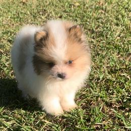 Sable Parti Merle male - Chocolate parti male Pomeranian puppy in Gadsden, Alabama from Rich Cat’s