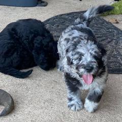 Bergamasco Sheepdogs from Runwalk Ranch Bergamascos