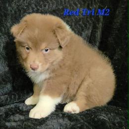 Red Tri M2 - Red tri-color male Australian Shepherd puppy in Browerville, Minnesota from Rustic River Ranch Aussies