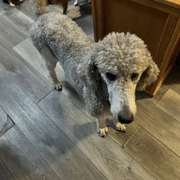 Evie - Poodle