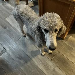Evie - Poodle