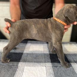 Orange Collar - Gray brindle female Cane Corso puppy in Beaver Crossing, Nebraska from Blue River Cane Corso
