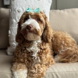 Birdie - Australian Labradoodle