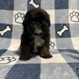 Moonshine - Red male Shih Tzu puppy in Sharon, Pennsylvania from Keystone Danes and Shih tzus