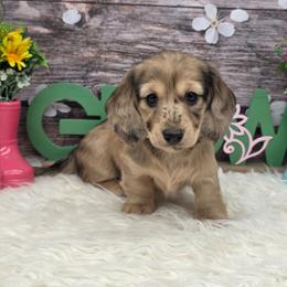 Kelly - Cream female Dachshund puppy in Norwood, Missouri from Madra's Dashing Doxies