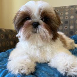 Chunk - Red and white male Shih Tzu puppy in New York, New York from Falling Star