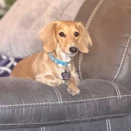 Ginger - Dachshund