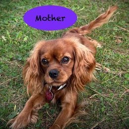 Cavalier King Charles Spaniel puppies from Dorcas Hooks