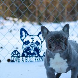 Burrito - French Bulldog