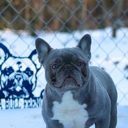 Burrito - French Bulldog