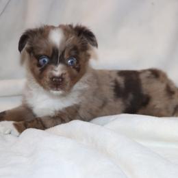 Blue-Eyed Red Merle Male 1 - Red merle male Toy Australian Shepherd puppy in Leighton, Alabama from Isbell Land & Livestock, LLC